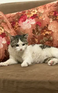 واگذاری گربه dsh نینی