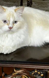 واگذاری گربه ماده میکس پرشین سیائومی