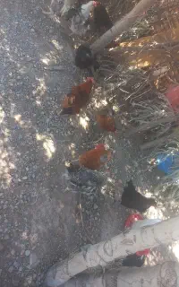 مرغ  و خروس