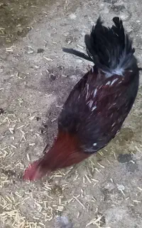 فروش جوجه ی گلین