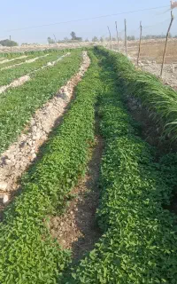 فروش سبزی محلی