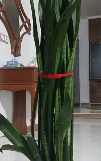 گل سانسوریا