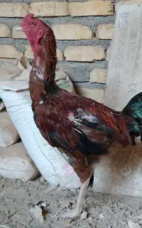 خروس لاری۲۶۰۰.مرغ لاری۱۶۰۰دورگه ۱۱۰۰ تخم گزار