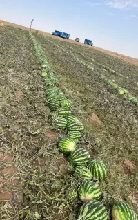 هندوانه تحویل همدان پوست شیشه ای