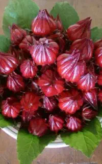 ۵ کیلو بذر چای ترش به کمترین قیمت