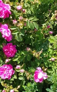 گل محمدی(قیزیل گول)