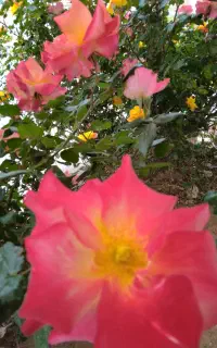 سیم‌کارت 09168688898