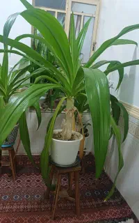 گل خانگی