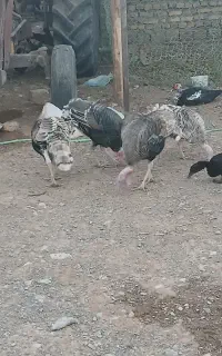 ۶عدد بوقلمون