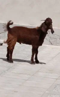 کهره‌نر