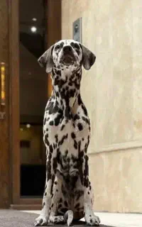 گم شده