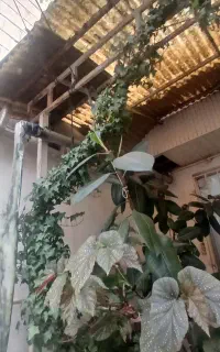 فروش گلو گیاه
