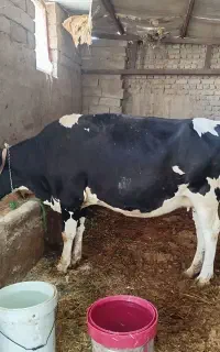 گاو و گوساله