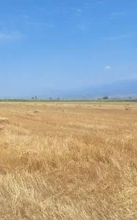 کارگر برای کاردر دامداری (گاو) به صورت اسکان دائم
