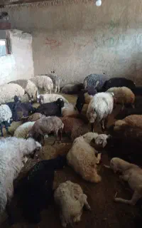 گوسفند زنده  * صداقت *