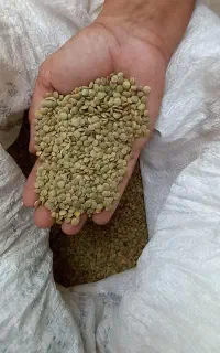 عدس