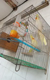 عروس هلندی مولد