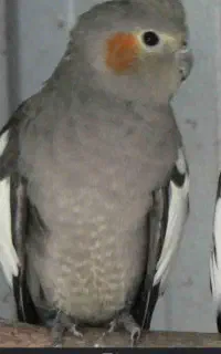 گمشده