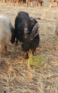 بز کردی