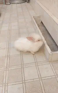 خرگوش لوپ