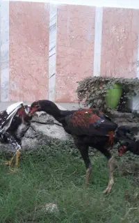لاری افغان