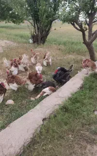 بوقلمون