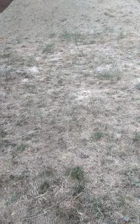 گیاه خرمن‌کوبی شده یا گزره