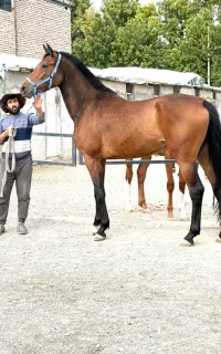 کره پرشی