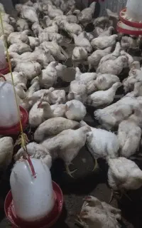 بیوتی ۶ گوشتی فوق سنگین سن ۴۰روزه و یک روزه