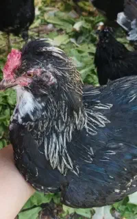 نیمچه خروس گلین