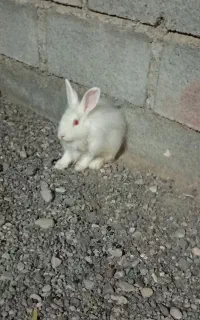 خرگوش فروشی