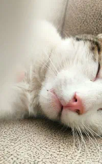 گربه گمشـده