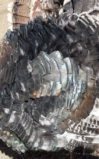 بوقلمون ماده کرک