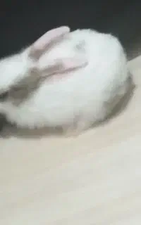 خرگوش نر