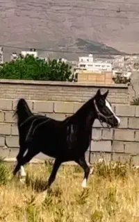 اسب مادیان مشکی ۵نشان سلطنتی