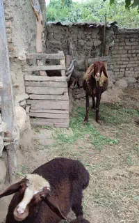 گوسفند افشار