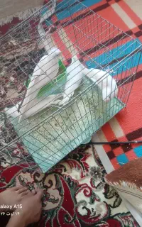فروش عروس هلندی