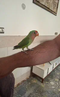 کوتوله دستی