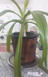 فروش گل