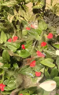 دستفروش نیمه وقت خانوم