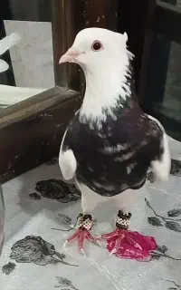 کفتر یا کبوتر طوقی نر