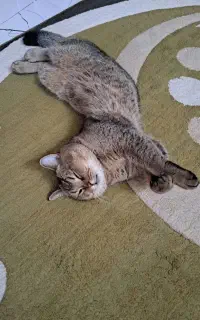 گربه اسکاتیش بلک گلد
