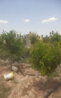 یک قلاده سگ نر ۹ ماهه سرابی