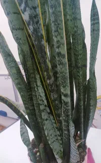 گل طبیعی  با گلدون