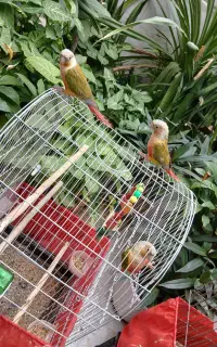 گرنچیک نر و ماده