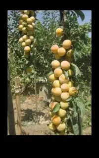 پوست کردن آلو هسته ای