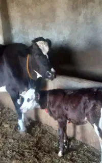 گاو فروش سه راس گاو هولشتاین سالم و اولین زایش
