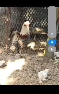 تخم برهما امپراتور