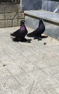 کبوتر قره