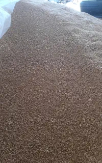 گندم آبی درجه۱